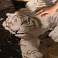 The Moon Guardian Carpet